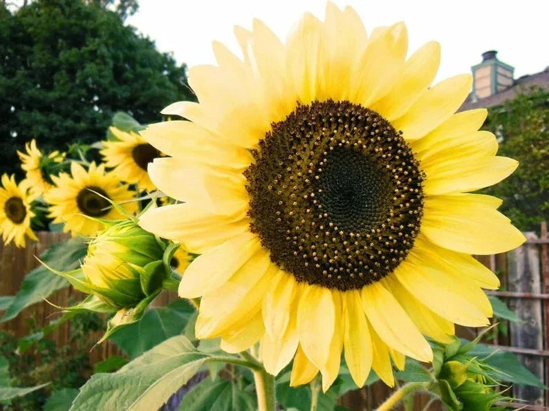 Lemon Queen Sunflower Seeds - 50 Organic Seeds - Helianthus annuus - USA Grown, Free Shipping