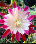 Epiphyllum Orchid Cuttings Starter Plant - Healthy, Already Rooted - Epiphyllum spp.