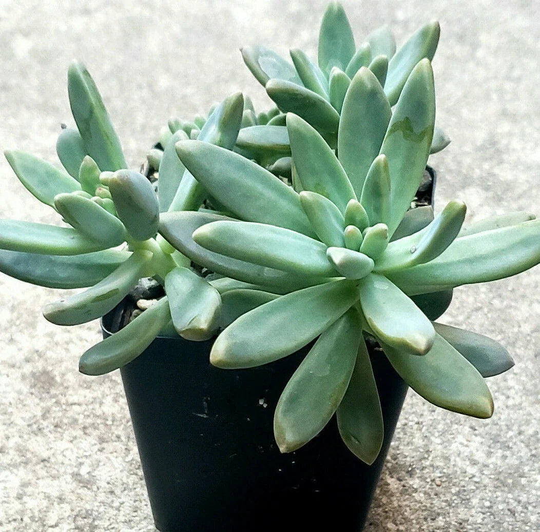 Pachyveria "Blue Pearl" Succulent - 2.5" Diameter - Live Plant, Indoor/Outdoor Decor, Drought Tolerant