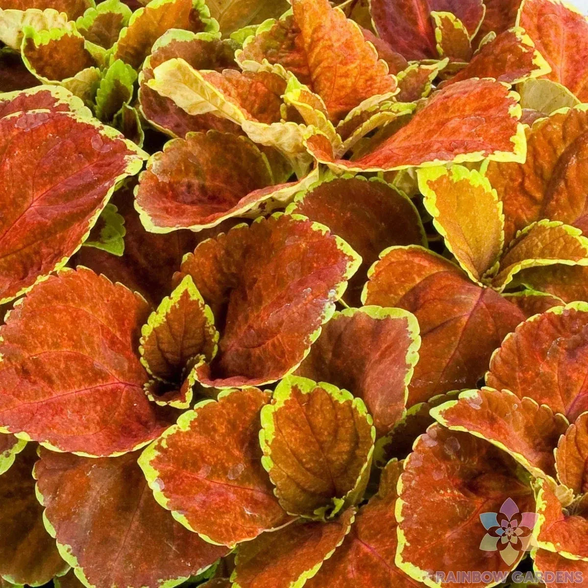 Coleus Seeds - 25+ Fairway Orange Variety - Perfect for Garden Planting - USA Grown
