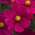 Cosmos Seeds - 200+ Sonata Carmine - Garden Planting - Flower Seeds - Free Shipping - USA