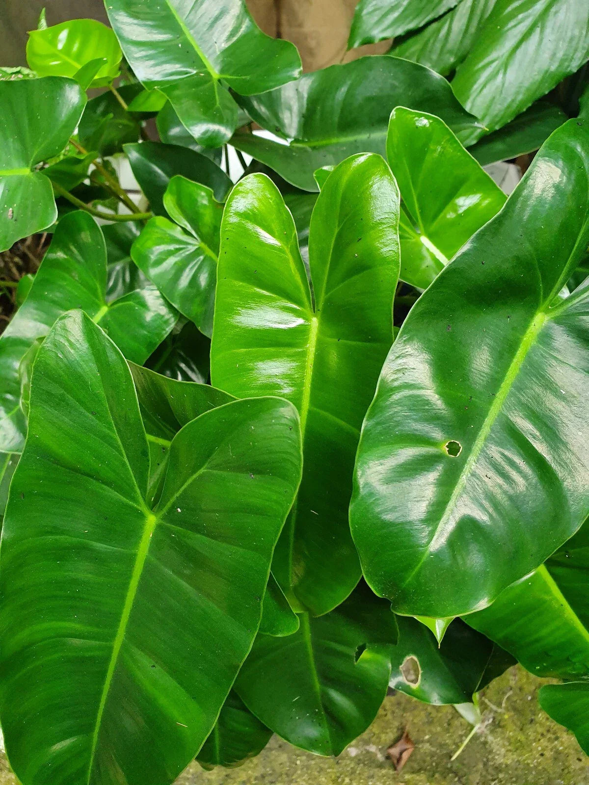 Philodendron Cutting 5-7" Tall Burle Marx Plant Easy to Grow (Philodendron 'Burle Marx')