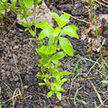 Goji Berry Plants - 10 Rooted Cuttings - Lycium Barbarum - Superfood for Gardens, Edible Landscape, Organic Gardening