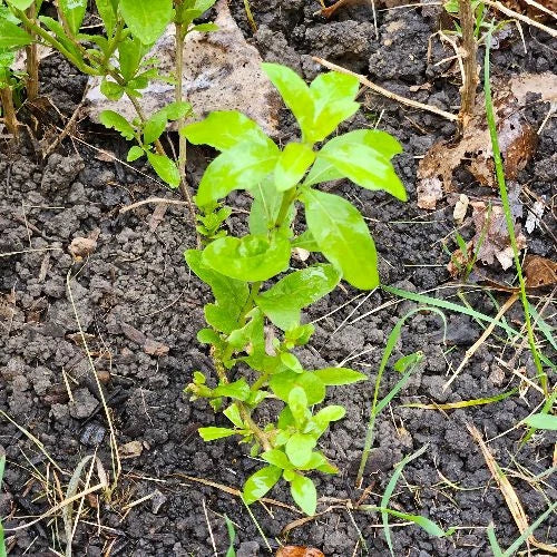 Goji Berry Plants - 10 Rooted Cuttings - Lycium Barbarum - Superfood for Gardens, Edible Landscape, Organic Gardening