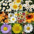 Daisy Wildflower Seed Mix, 10 Species Variety Packet, Free Shipping - Bellis perennis, Leucanthemum vulgare, and more