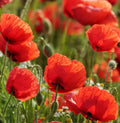 Red Corn Poppy Seeds - 2000+ Annual Flower, Flanders Field, Papaver rhoeas, Garden Planting, Free Shipping