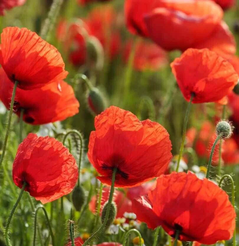 Red Corn Poppy Seeds - 2000+ Annual Flower, Flanders Field, Papaver rhoeas, Garden Planting, Free Shipping