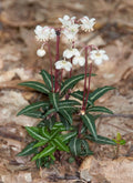 Spotted Wintergreen Live Plant - Bare Root Perennial - Chimaphila Maculata - Outdoor Ground Cover