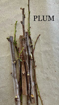 Plum Tree Cuttings for Rooting and Grafting - Prunus domestica