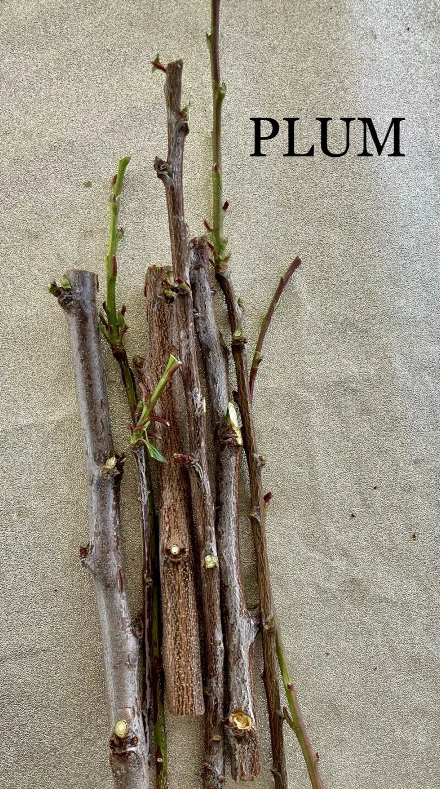 Plum Tree Cuttings for Rooting and Grafting - Prunus domestica