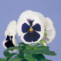 Pansy Seeds - 50 Majestic Giant Blue and White Flower Seeds - Viola tricolor