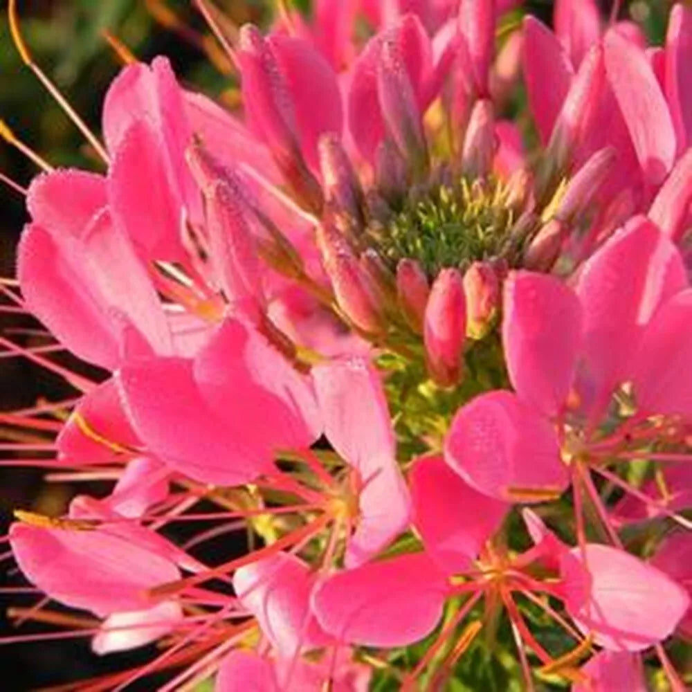 Flamingo Spider Plant Seeds - 100 Count Clome Spinosa Perennial - US Seller - Butterfly Attractor Seeds