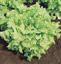 Lettuce Seeds - Leaf Lettuce Simpson BS - Heirloom Non-GMO - 100 Seeds