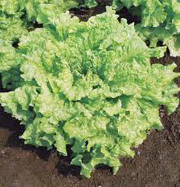 Lettuce Seeds - Leaf Lettuce Simpson BS - Heirloom Non-GMO - 100 Seeds