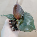Rare Philodendron Red Heart - Live Tropical Houseplant in 3” Pot - Philodendron erubescens
