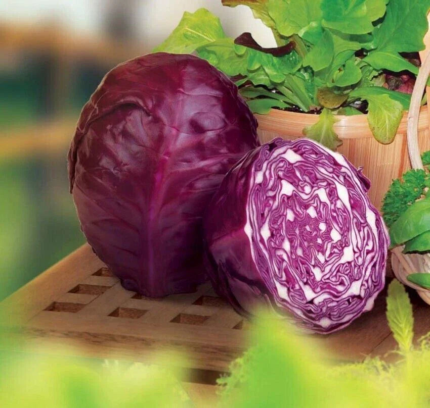 Red Acre Cabbage Seeds - 400+ Heirloom Organic Non-GMO - Brassica oleracea