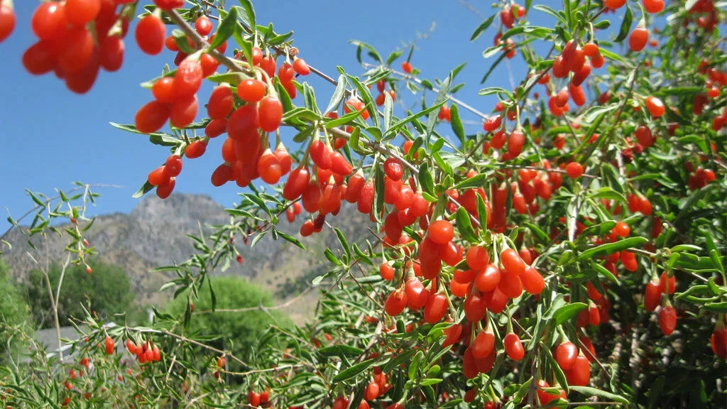 Goji Berry Cuttings 10 Thin Rooting Sticks Lycium barbarum Superfood Fruiting Bush
