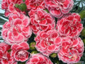 Coral Reef Carnation Seeds - 200+ Pack for Garden Planting - Dianthus caryophyllus - USA Grown