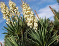 Yucca Starter Plant 15-20 Inches Tall Fresh Bare Root Yucca gloriosa