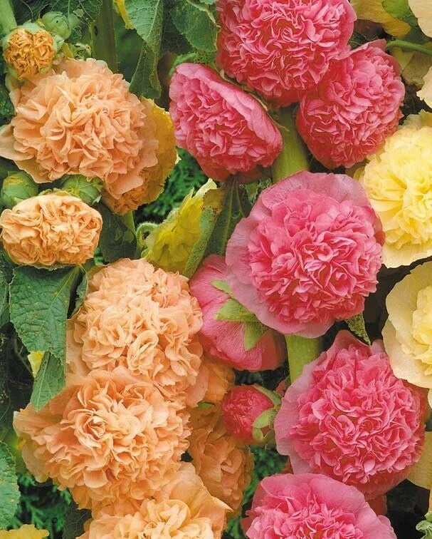 Hollyhock Seeds 25 Pack, Alcea rosea 'Chater's Double Mix', Colorful Flowering Perennial Garden Seeds