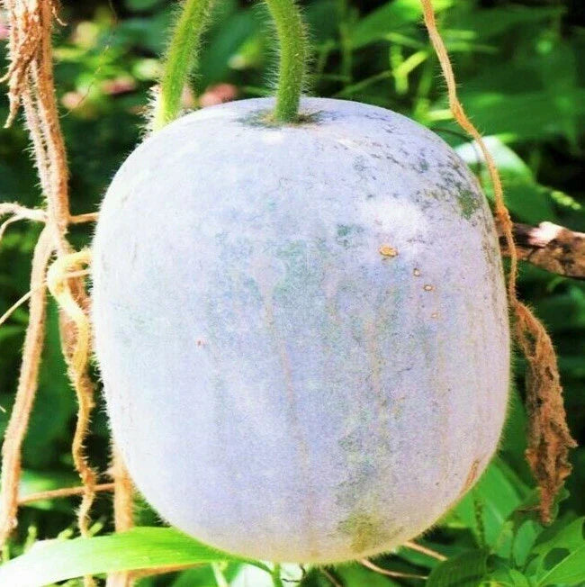 Giant White Skin Winter Melon Seeds | Dong Gua Ash Wax Gourd | Asian Vegetable Seeds 2025