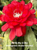 Rooted Epiphyllum Orchid Cactus "My O My" in 4” Starter Pot | Tropical Houseplant | Rare Indoor Plant