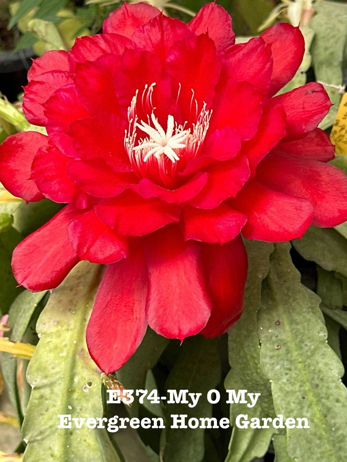 Rooted Epiphyllum Orchid Cactus "My O My" in 4” Starter Pot | Tropical Houseplant | Rare Indoor Plant