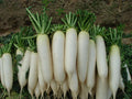 White Icicle Radish Seeds - 5 Inch Fruit - Crisp & Mild - White Flesh - 100 Seeds per Packet
