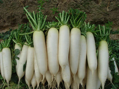 White Icicle Radish Seeds - 5 Inch Fruit - Crisp & Mild - White Flesh - 100 Seeds per Packet