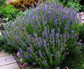 Hyssop Herb Seeds - 100 Count Packet - Aromatic Decorative Herbal Remedy - Hyssopus officinalis