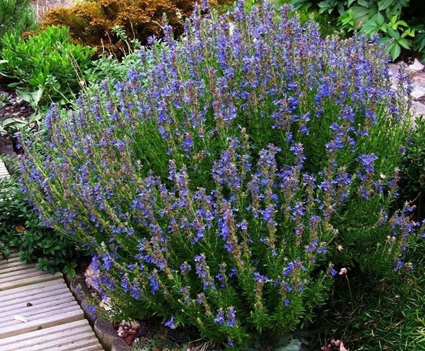 Hyssop Herb Seeds - 100 Count Packet - Aromatic Decorative Herbal Remedy - Hyssopus officinalis