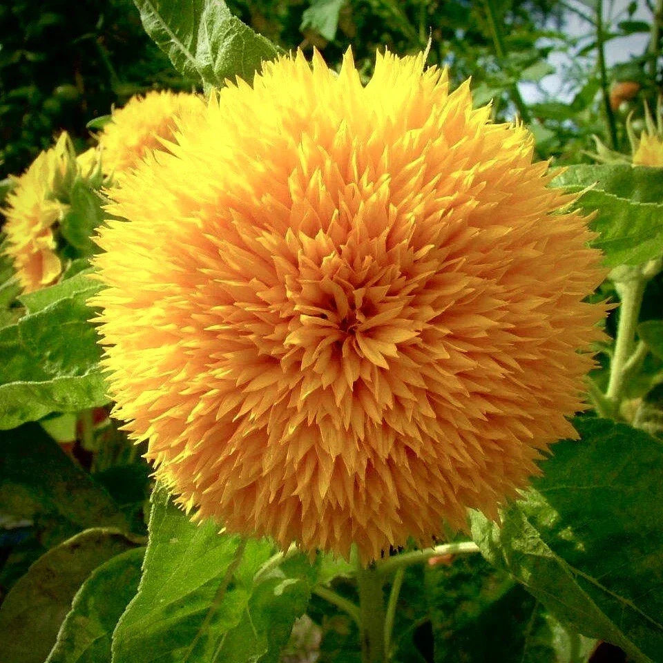 Dwarf Teddy Bear Sunflower Seeds - Non-GMO Heirloom | Rare Variety | Helianthus annuus