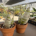 Rare Cyrtopodium Diserathum Orchid - Live Bare Root Imported Species for Collectors