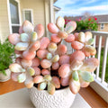 Rare Succulent Plants 3" Bare Root Easy Care Indoor Decor - Fresh Live Succulents for Home | Ideal for Beginners