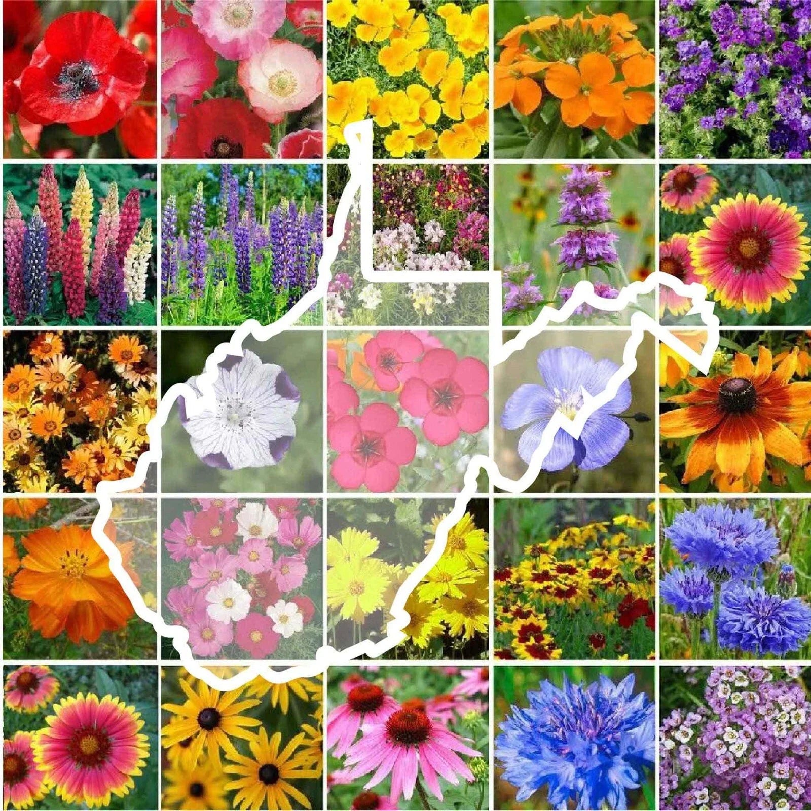 Wildflower Seed Mix 1000 Seeds West Virginia State Perennial & Annual Non-GMO Variety 25 Types