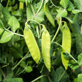 Oregon Sugar Pod II Snow Pea Seeds, Heirloom, NON-GMO, Garden Seeds, Pisum sativum