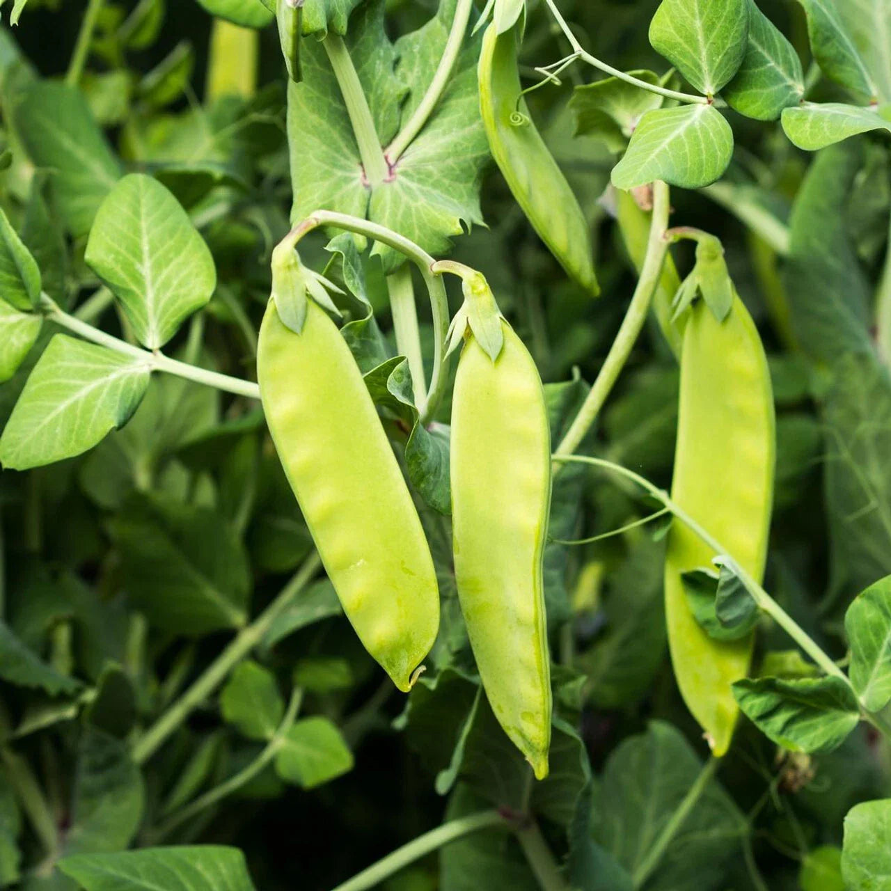 Oregon Sugar Pod II Snow Pea Seeds, Heirloom, NON-GMO, Garden Seeds, Pisum sativum