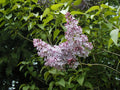 140 Seeds - Lilac Old Fashioned Bush - Syringa vulgaris - Heirloom Flower Seeds for Gardens - GroCo