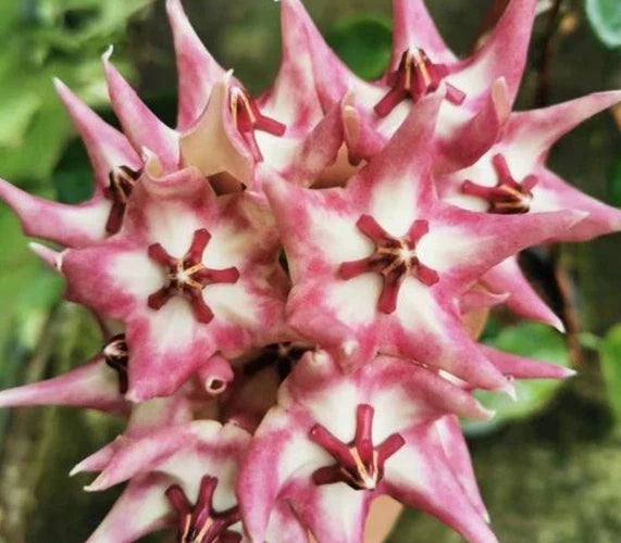 Hoya Plant - Active New Growth - Hoya Kaimuki - Indoor Houseplant with Clusters of Flowers 🌸