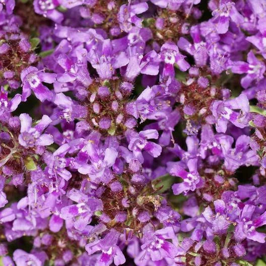 Creeping Thyme Seeds - 1,000 Non-GMO Seeds, Dwarf Variety, Beautiful Blooms, Thymus serpyllum