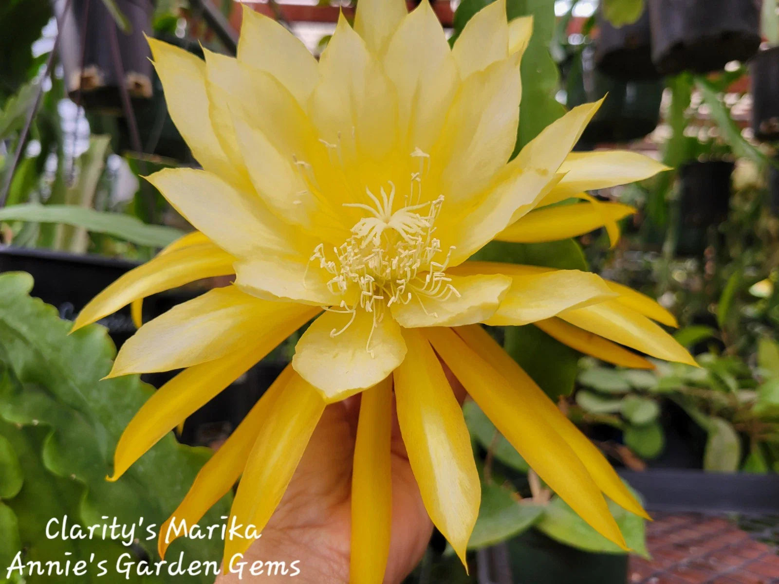 Epiphyllum Cuttings - 8 to 10 Inches Long - Clarity's Marika - Unrooted Cuttings - Exotic Cactus Plant