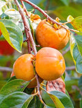 Persimmon Tree Sapling 6-12 Inch Tall 4 Inch Pot Fruit Bearing Diospyros kaki