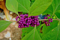 Live Plants - Purple American Beautyberry Bush Shrub - Callicarpa - 2 Pack