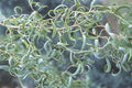 Curly Willow Tree Cuttings, 5 Stem Cuttings, Corkscrew Willow, Salix matsudana ‘Tortusa’