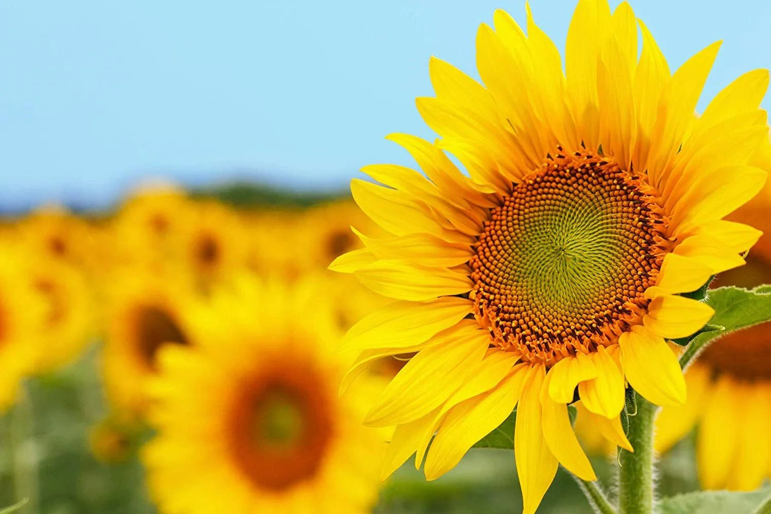 50 Grey Striped Mammoth Sunflower Seeds - Plant Huge Vibrant Flowers - Helianthus annuus