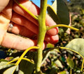 Fresh Avocado Scions Cuttings - 5 Pack - Hass Variety - Persea americana - Grown in Fallbrook