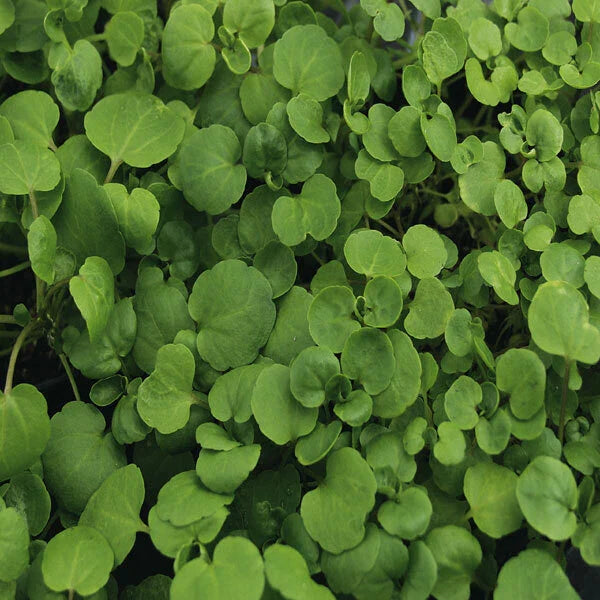 True Watercress Seeds | 1,000 Heirloom Non-GMO Seeds | Nasturtium officinale