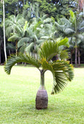 10 Palm Seeds for Planting - Hyophorbe lagenicaulis - Rare Bottle Palm Seeds - Tropical Gardening Supplies