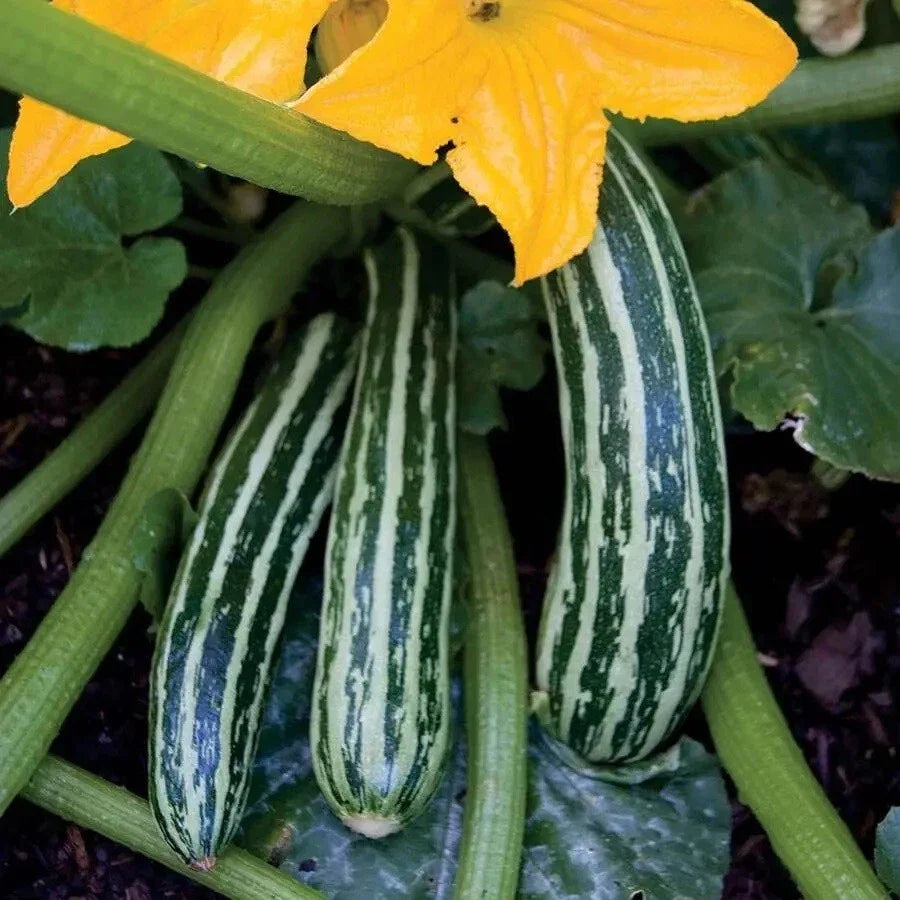 Cocozelle Summer Squash Seeds - 20 Count Zucchini - Fast Growing, 45 Days to Harvest - Cucurbita pepo
