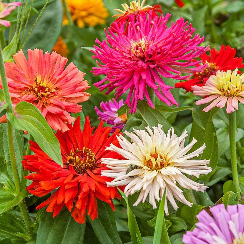 Cactus Flowered Zinnia Seeds Mix - 100+ Pack for Garden Planting - Zinnia elegans - USA